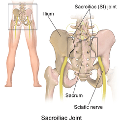 Sacroiliac joint of the male pelvis